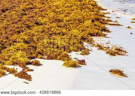Very Disgusting Red Seaweed Sargazo Beach Playa Del Carmen Mexico.