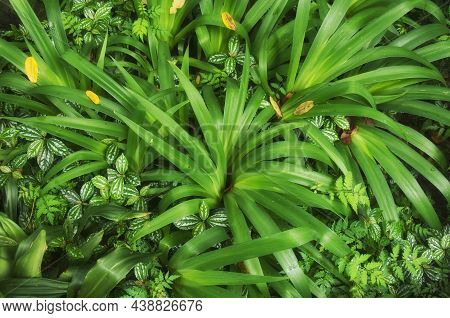A Nature Background Of Pilea Cadierei And Caribbean Lily Leaves Within The Liu Xiang Scenic Area In 