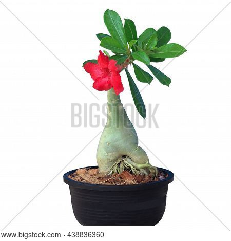 Desert Rose; Impala Lily; Mock Azalea; One Red Blooming Adenium In A Separate Post Isolated On White