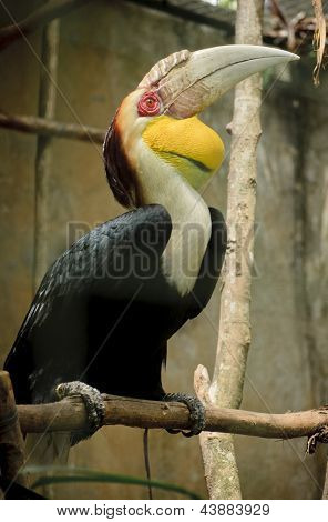 Halilo Hornbill