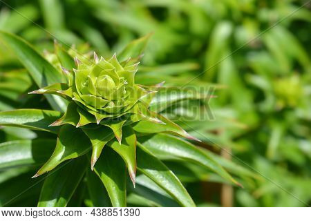 Henrys Lily Leaves - Latin Name - Lilium Henryi