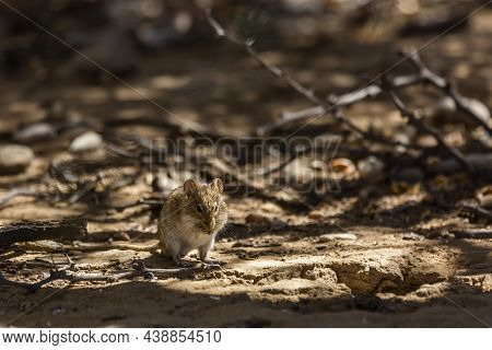 Rhabdomys Eating On The Ground In Kgalagadi Transfrontier Park, South Africa ; Specie Rhabdomys Pumi