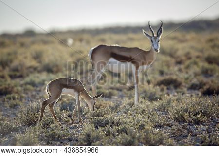 Springbok Calf With Mother Grazing In Scrubland In Kgalagari Transfrontier Park, South Africa ; Spec