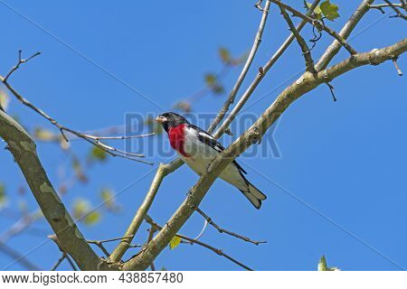 A Rose Breasted Grosbeak With Insects In Its Bill In Cuyahoga Valley National Park In Ohio