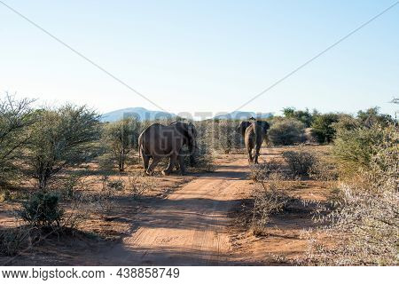 Two Big Elephants Walking Away On A Path. Erindi National Park, Namibia, Africa