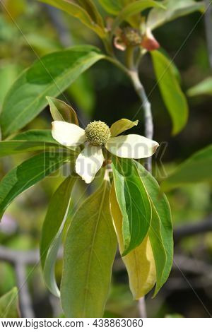 Himalayan Evergreen Dogwood - Latin Name - Cornus Capitata