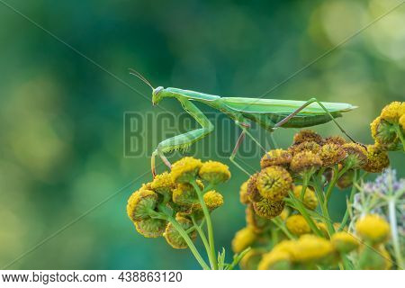 Mantis - Mantis Religiosa Green Animal Sitting On A Blade Of Grass In A Meadow.