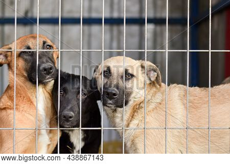 Dogs Behind Bars At The Animal Shelter. Sad Eyes Of Dogs