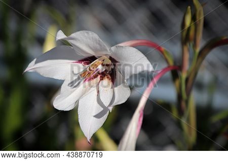 White And Marroon Colors On A Murielae Plant