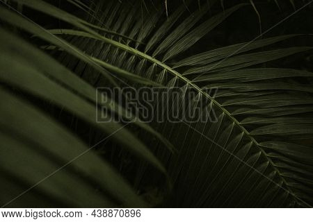 Dark leaf background wallpaper, aesthetic full HD image