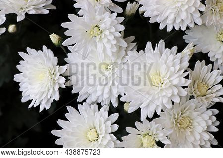 Closeup Background Of White Mums In Bloom