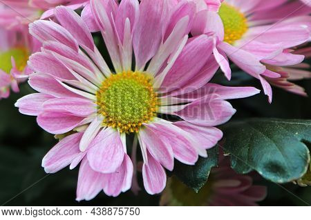 Closeup Of Pink And Yellow Chrysanthemums In Bloom