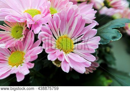 Closeup Of Pink And Yellow Chrysanthemums In Bloom