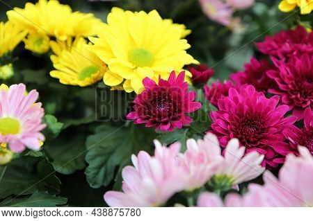 Various Colored Chrysanthemums In Flower During Fall
