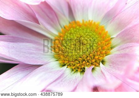 Macro Of The Yellow Center On A Pink Mum