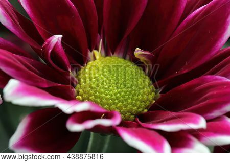 Macro Of A Red And White Mum With A Yellow Center