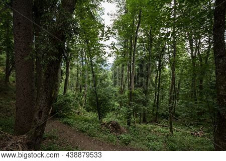 Dirthpath In The Middle Of Deciduous Trees In A Typical Alpine Forest In The Julian Alps In Slovenia