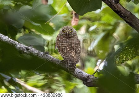 Image Of Asian Barred Owlet (glaucidium Cuculoides) On Nature Background. Owl. Bird. Animals.