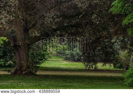 Beautiful Autumn In The Park, The Sun Shines Through The Leaves Of Beautiful Big Trees. No Focus, Sp