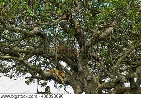 Two Wild Lions Are Sleeping On The Thick Branches Of A Spreading Tree. Tails And Paws Hang Down. Ken