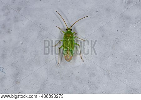 Adult Plant Bug Of The Family Miridae