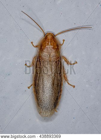 Adult Brown Cockroach Of The Superfamily Blaberoidea