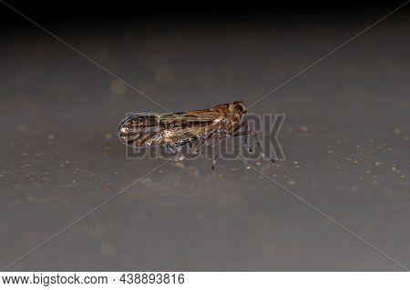 Adult Delphacid Planthopper Insect Of The Family Delphacidae