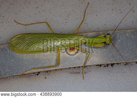 Adult Green Photinaid Mantis