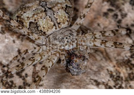 Adult Longspinneret Spider Of The Family Hersiliidae Preying On A Insect