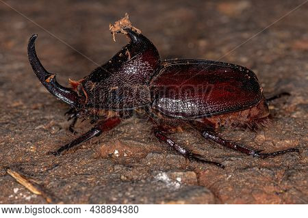 Adult Rhinoceros Beetle Of The Species Enema Pan