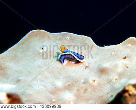 A Chromodoris Lochi Nudibranch On A Soft Coral Boracay Island Philippines