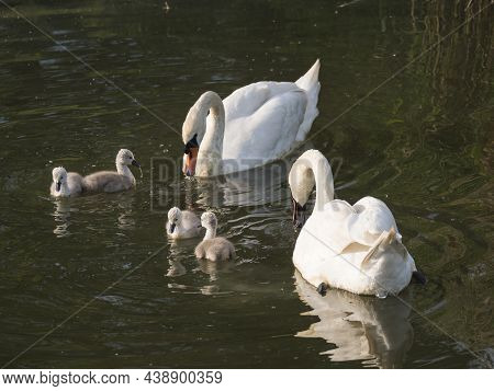 Couple Of White Mute Swans, Cygnus Olor With Four Small Cute Chicks Swimming On Brown Green Water Su