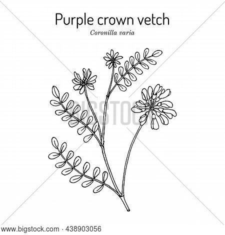 Crownvetch, Or Purple Crown Vetch Securigera, Or Coronilla Varia , State Plant Of Pennsylvania. Hand