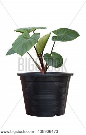 Homalomena Rubescens Growing In Black Plastic Pot Isolated On White Background Included Clipping Pat