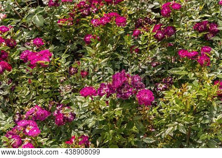 Rose Gallica Var. Conditorum Dieck Conditorum. Selected Sorts Of Exquisite Roses For Parks, Gardens,
