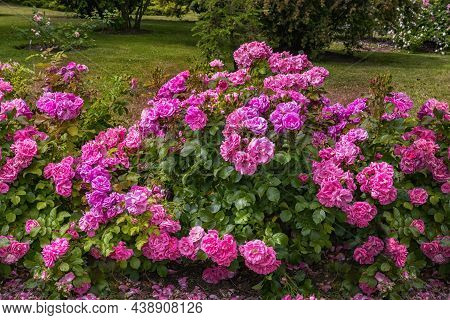 Rose Gallica Var. Conditorum Dieck Conditorum. Selected Sorts Of Exquisite Roses For Parks, Gardens,