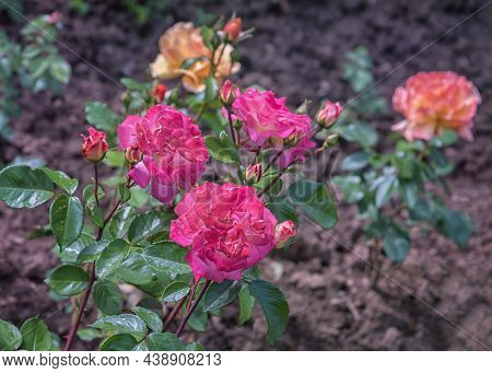 Rose Banbridge. Selected Sorts Of Exquisite Roses For Parks, Gardens, Beds, Borders, Decoration. Sum