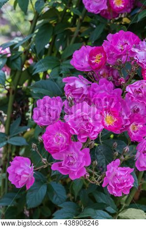 Rose Banbridge. Diverse, Extensive Botanical Garden. The Beauty Magic Of The Roses Blossoms. Selecte