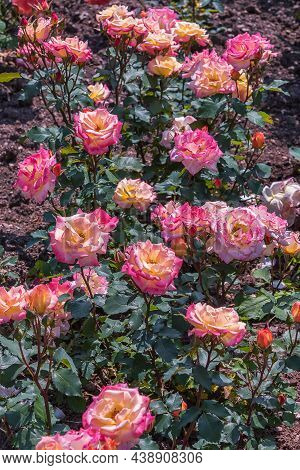 Rose Banbridge. Diverse, Extensive Botanical Garden. The Beauty Magic Of The Roses Blossoms. Selecte