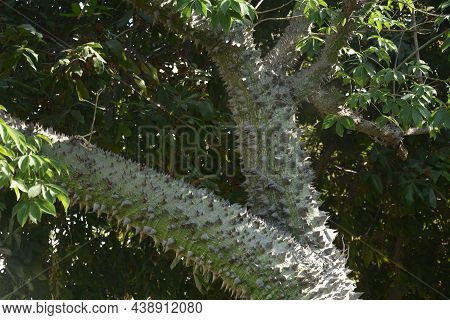 Chorisia Speciosa.thick Thorny Tree Trunk Of Ceiba Speciosa. The Surface Of The Tree Trunk With Many