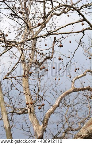 London Plane Bare Branches With Seeds - Latin Name - Platanus X Hispanica (platanus X Acerifolia)