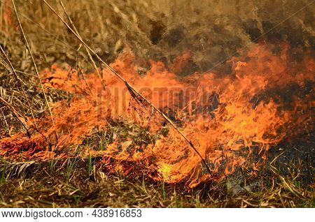 Coastal Zone Of Marsh Creek, Strong Smoke From Fire Of Liana Overgrowth. Spring Fires Of Dry Reeds D