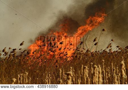 Coastal Zone Of Marsh Creek, Strong Smoke From Fire Of Liana Overgrowth. Spring Fires Of Dry Reeds D