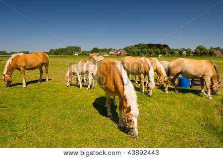 Nuoret hevoset Hollannin kenttiin village horisontissa