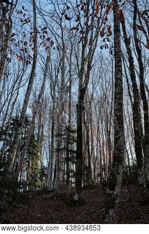 Autumn Golden November Forest On Warm Sunny Day. Blue Sky And Branches Of Trees Rush High Up. Leaves
