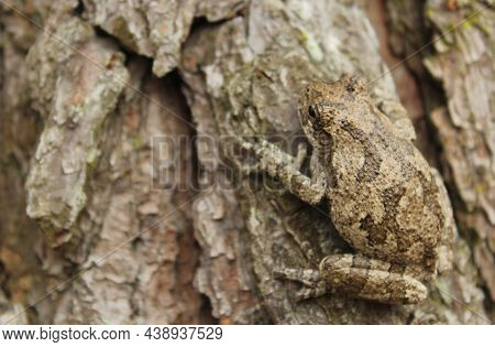 Gray Tree Frog Hyla Chrysoscelis On Pine Tree In East Texas
