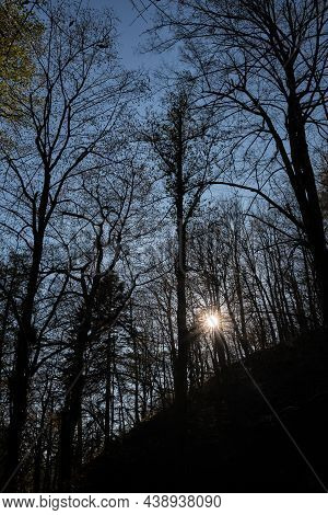 Leaves Have Flown Off, Bare Branches Of Trees Stand Alone In Forest. Autumn Golden November Forest O