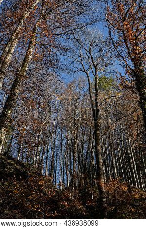 Leaves Have Flown Off, Bare Branches Of Trees Stand Alone In Forest. Autumn Golden November Forest O
