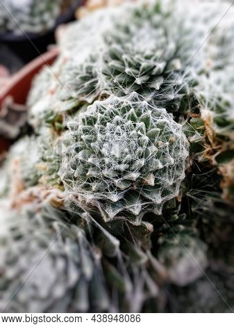 Deep Green Colored Sempervivum Arachnoideum Plant Close-up Macro Shot