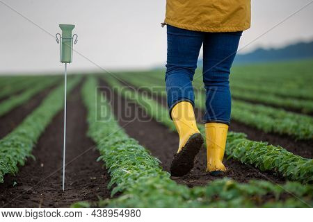 Farmer Walking In Soy Field After Heavy Rain. Close Up Of Gumboots With Mud Beside Rain Gauge On Pla